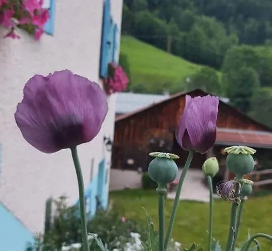 Ciesa Del Selmo Faure *